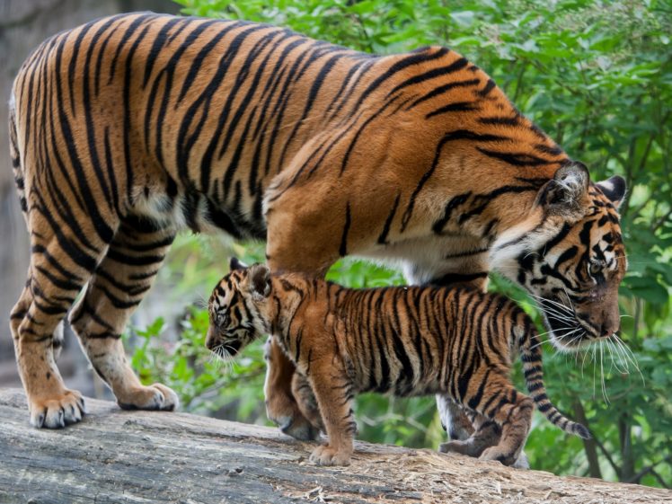 big, Cats, Tigers, Cubs, Animals HD Wallpaper Desktop Background