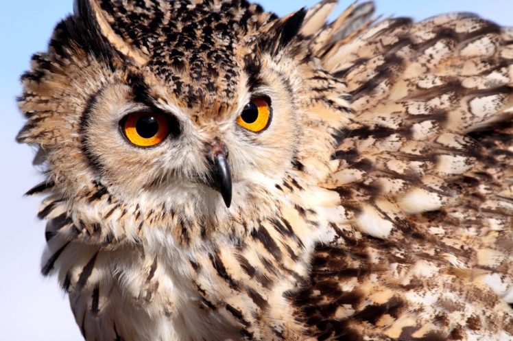 birds, Owls, Glance, Animals HD Wallpaper Desktop Background