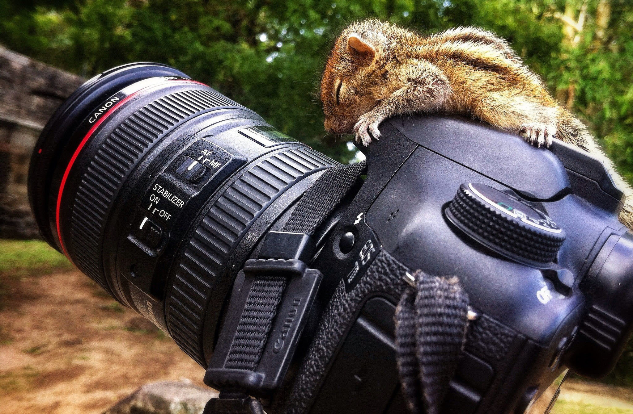 chipmunk, Camera, Canon Wallpaper