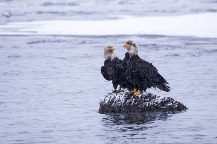 eagle, Bird, Alaska, Kachemak, Bay, Water, Stone, Snow, Winter HD Wallpaper Desktop Background