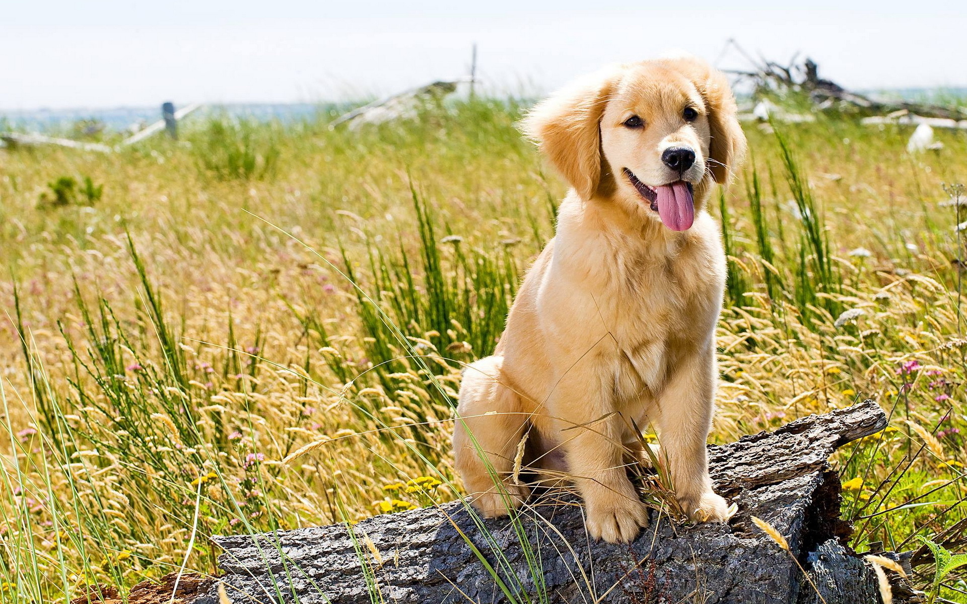 friend, Look, The, Dog, E Wallpaper