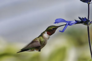 hummingbir