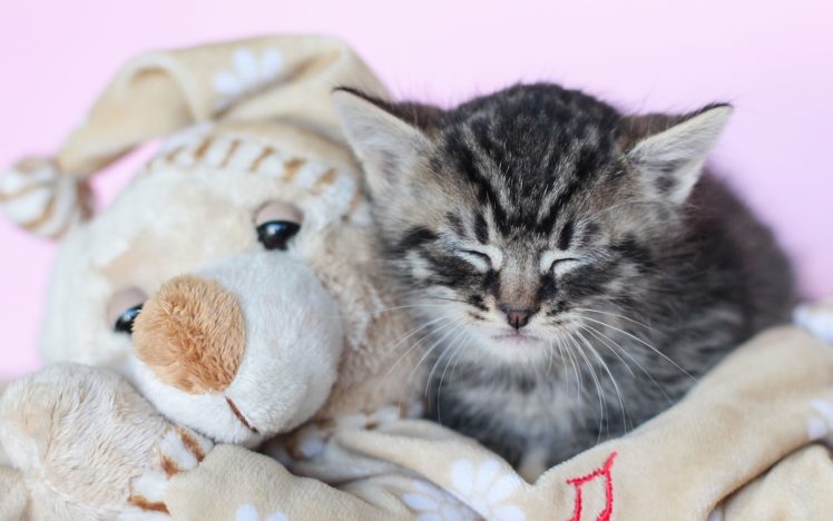 kitten, Toy HD Wallpaper Desktop Background