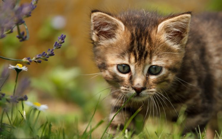 kitten, Baby, Flowers HD Wallpaper Desktop Background