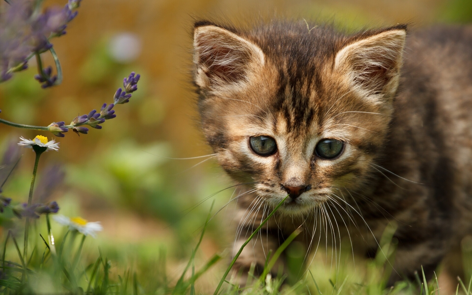 kitten, Baby, Flowers Wallpaper