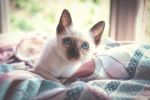 kitten, Blue, Eyes