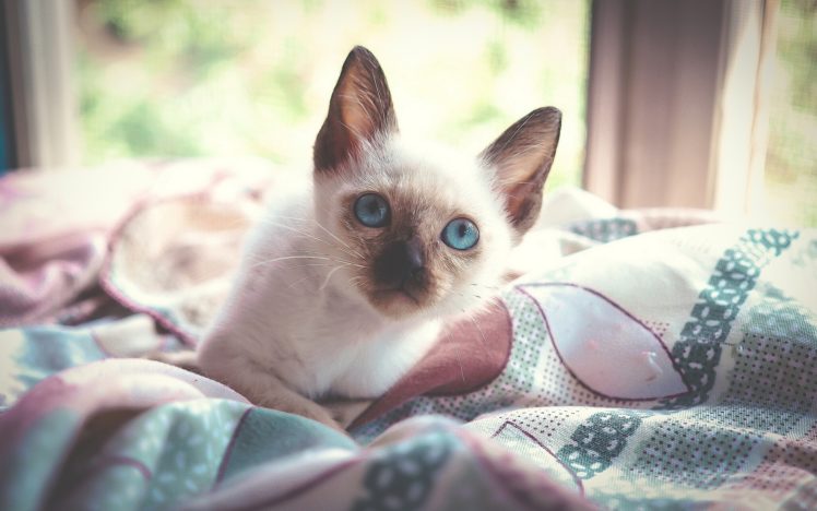 kitten, Blue, Eyes HD Wallpaper Desktop Background