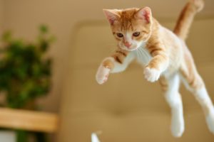 kitten, Jump
