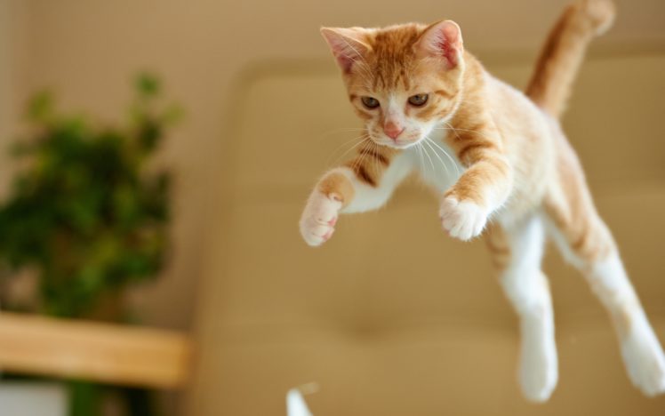 kitten, Jump HD Wallpaper Desktop Background