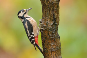 woodpecker, Bird, Tree, Trunk