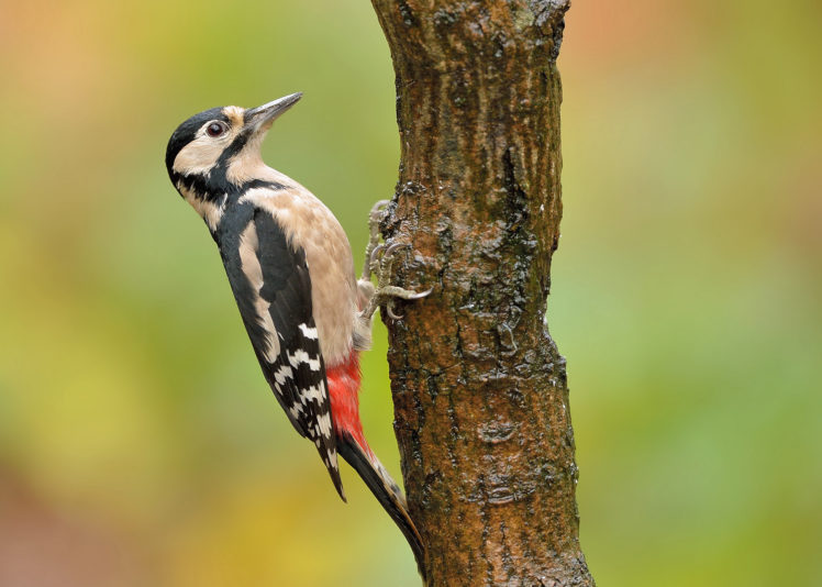 woodpecker, Bird, Tree, Trunk HD Wallpaper Desktop Background