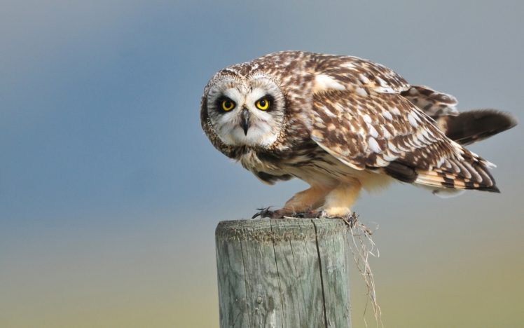 birds, Owls, Animals HD Wallpaper Desktop Background