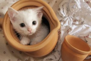 cats, Kitten, Jug, Container, Glance, Animals