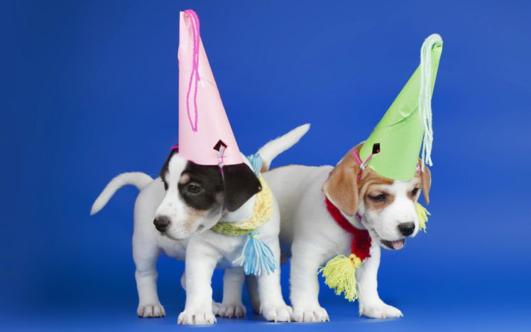 hats, Dogs, Puppie, Puppy, Birthday HD Wallpaper Desktop Background