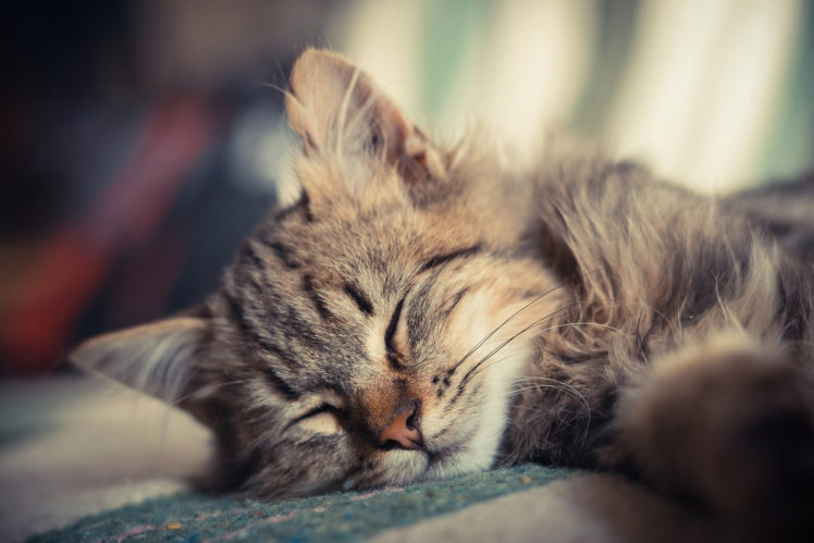 kitten, Sleeping, Cat, Small HD Wallpaper Desktop Background