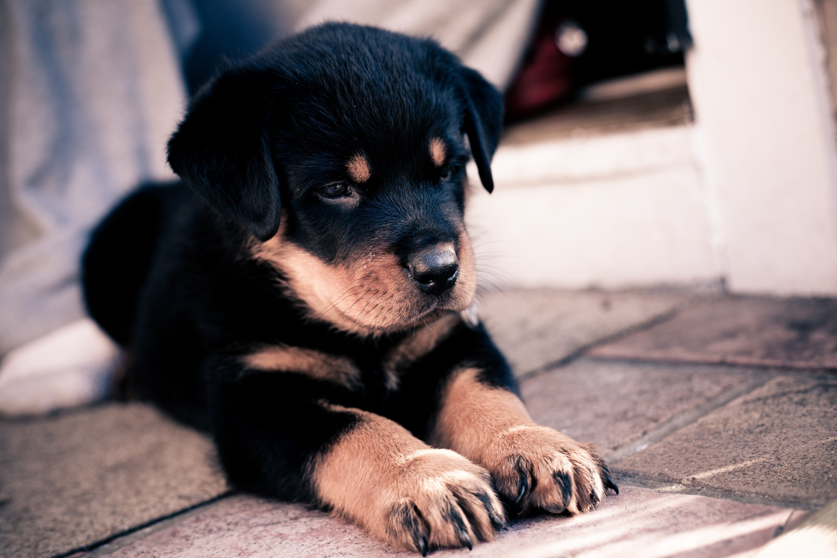 rottweiler, Puppy, Paws, Animals Wallpaper