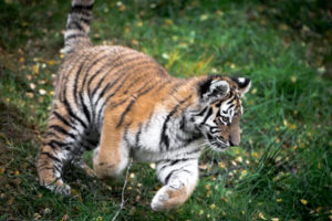tiger, Cub
