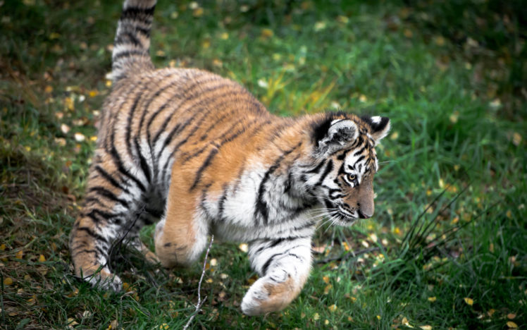 tiger, Cub HD Wallpaper Desktop Background