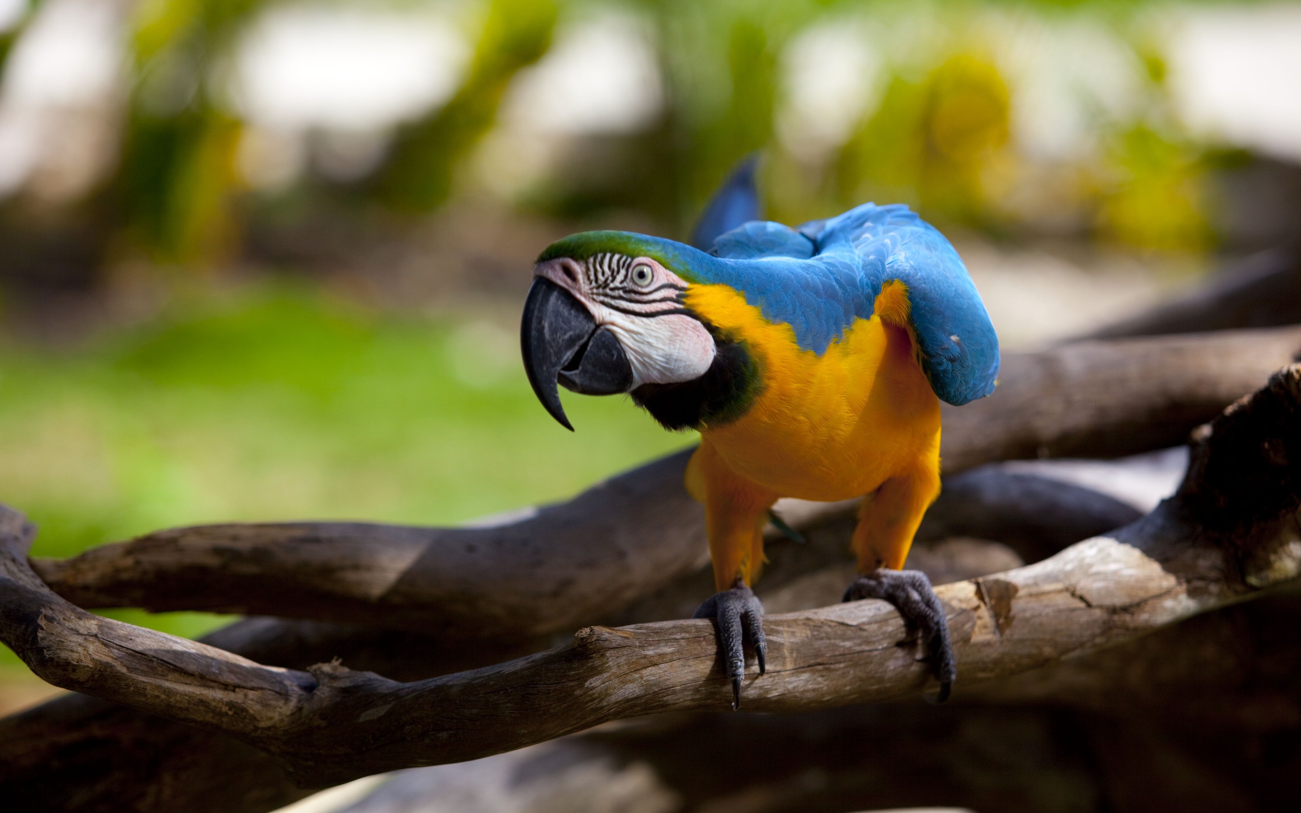 birds, Parrots Wallpapers HD / Desktop and Mobile Backgrounds.