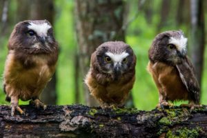 owls, Chicks, Timber