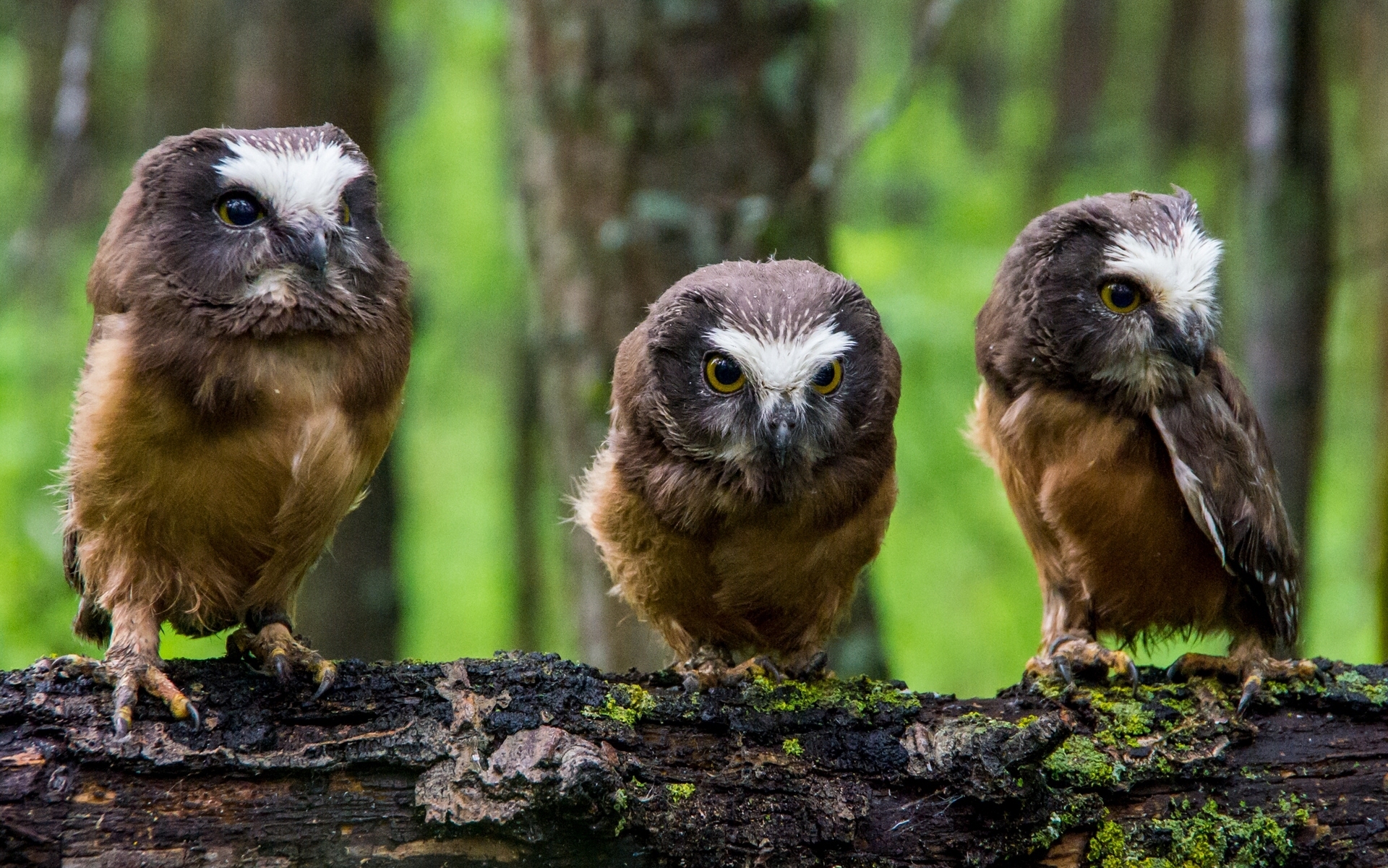 owls, Chicks, Timber Wallpaper