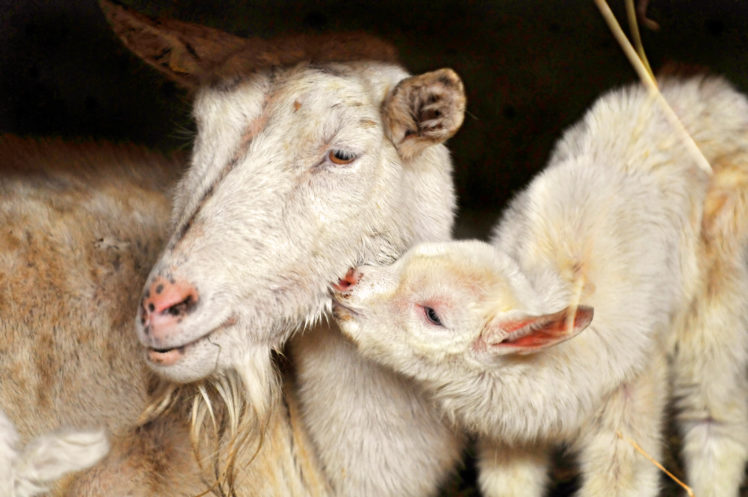 baby, Love, Lamb, Sheep, Goat HD Wallpaper Desktop Background