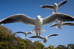 birds, Seagull, Bokeh
