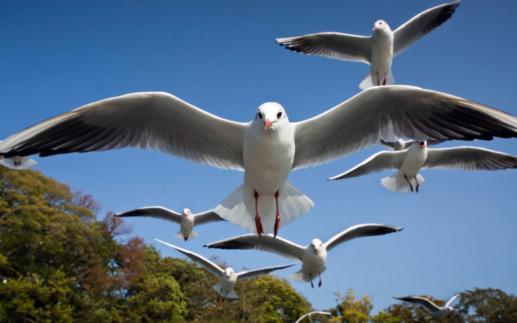 birds, Seagull, Bokeh HD Wallpaper Desktop Background