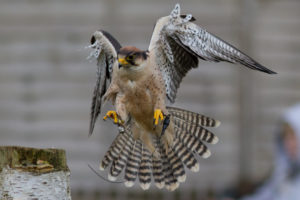 bird, Falcon, Wings, Tail