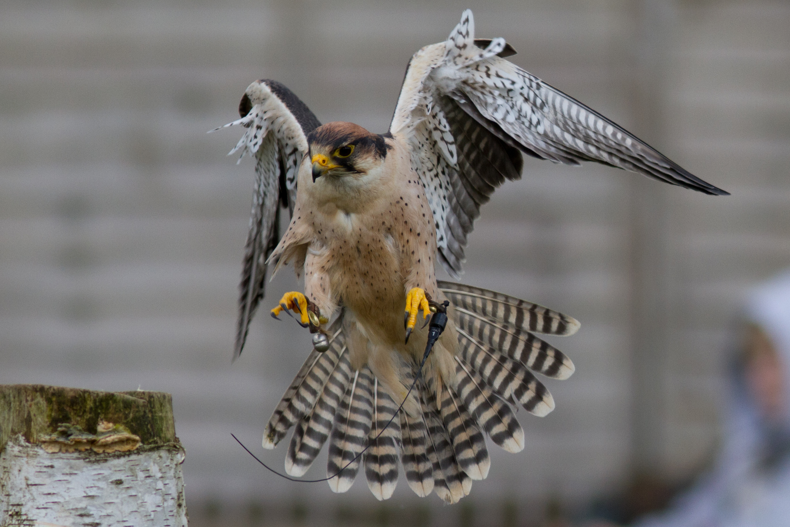 bird, Falcon, Wings, Tail Wallpaper