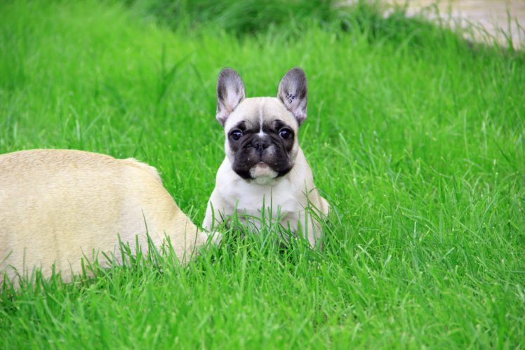 dogs, Pug, Grass, Animals HD Wallpaper Desktop Background