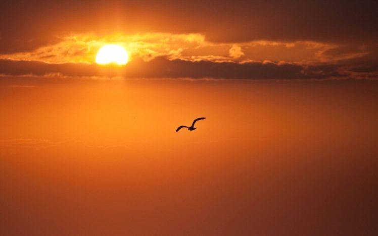 bird, On, Sunset HD Wallpaper Desktop Background