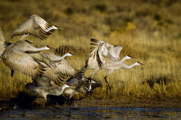 birds, Flock, Storks, Pond HD Wallpaper Desktop Background