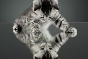 cat, Kitten, Reflection, Mirror