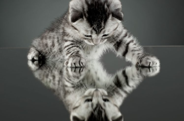 cat, Kitten, Reflection, Mirror HD Wallpaper Desktop Background