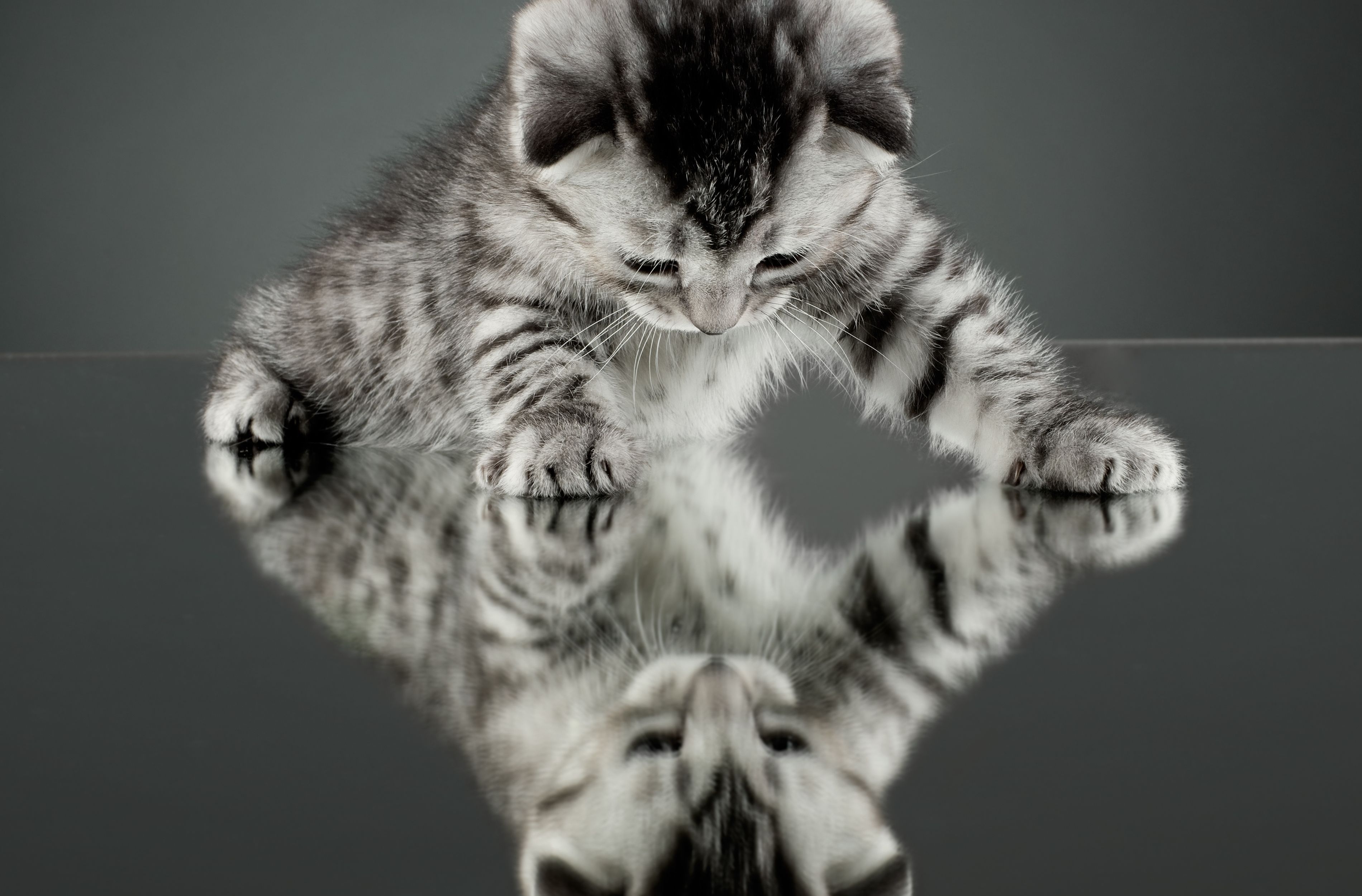 cat, Kitten, Reflection, Mirror Wallpaper