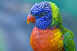the, Most, Coloured, Bird