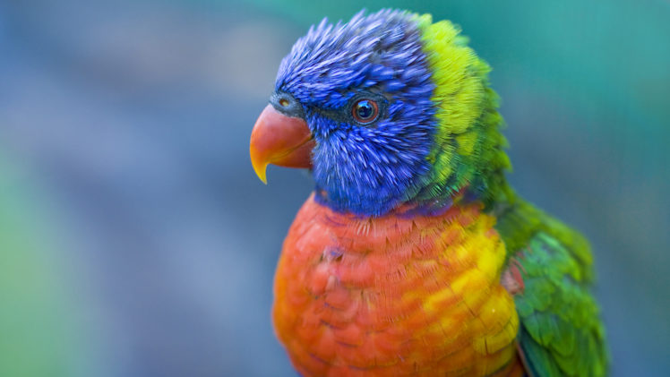 the, Most, Coloured, Bird HD Wallpaper Desktop Background
