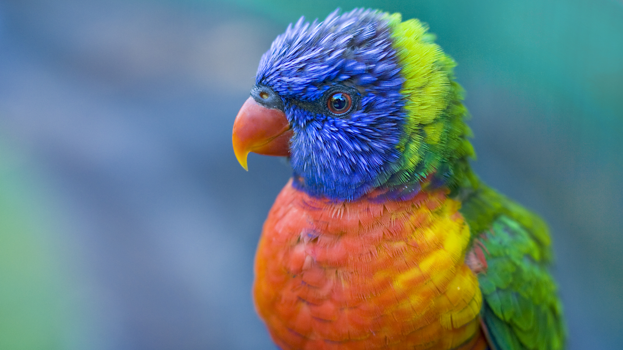 the, Most, Coloured, Bird Wallpaper