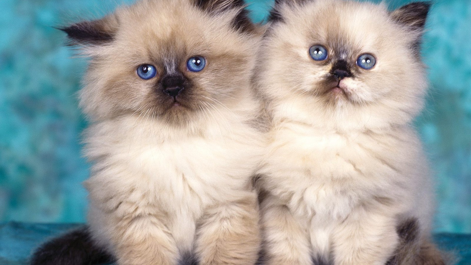 kittens Wallpaper