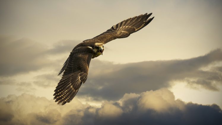 eagle, Flight, Sky, Wings, Wingspan, Clouds HD Wallpaper Desktop Background