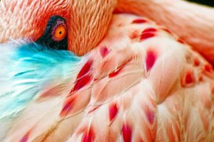 flamingo, Bird