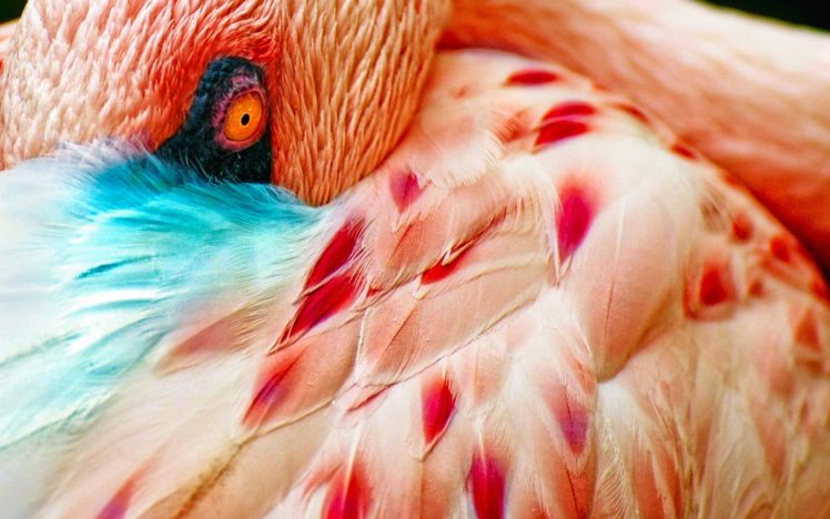 flamingo, Bird HD Wallpaper Desktop Background