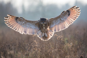 owl, Bird, Flying, Spread, Wings