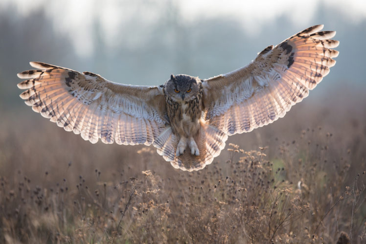 owl, Bird, Flying, Spread, Wings HD Wallpaper Desktop Background