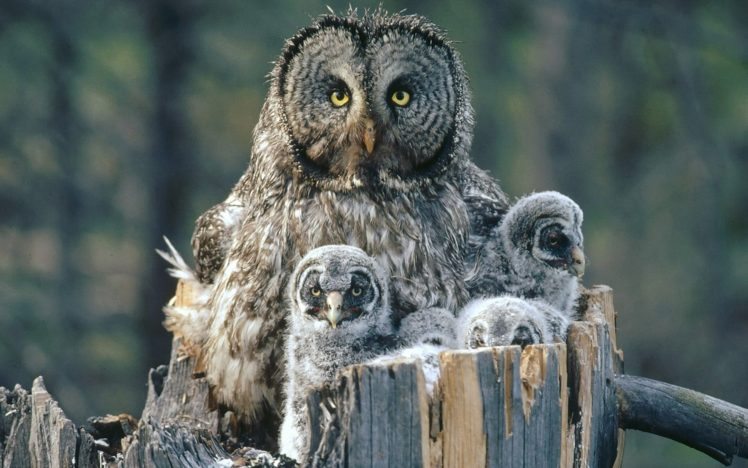 birds, Family, Owls, Backgrounds, Baby, Birds HD Wallpaper Desktop Background
