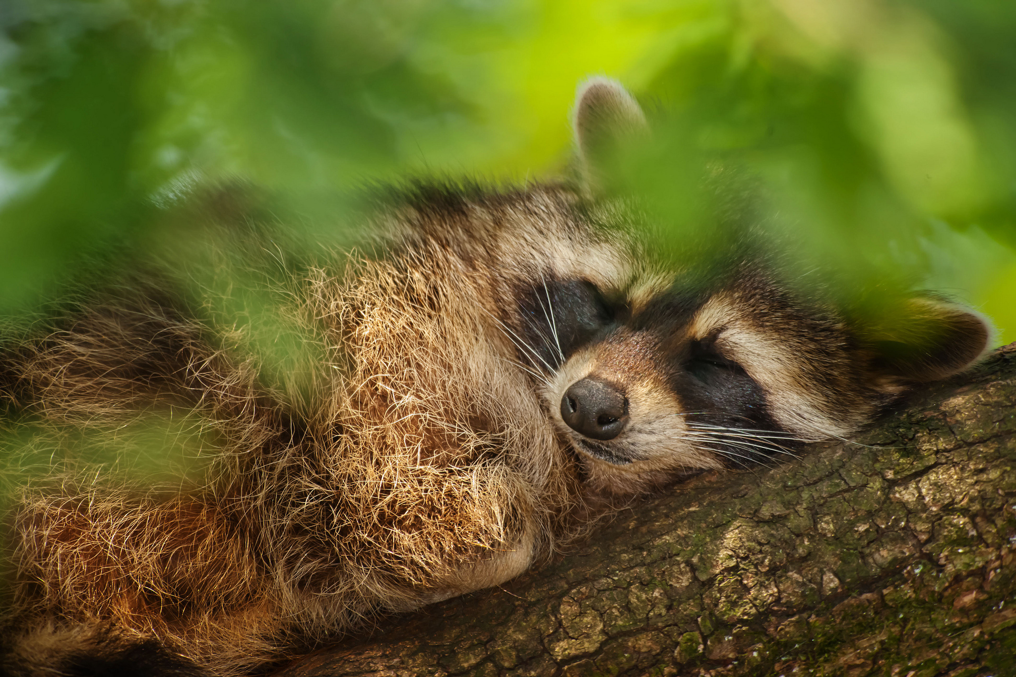 tree, Raccoon, Leaves, Sleeps, Mood Wallpaper