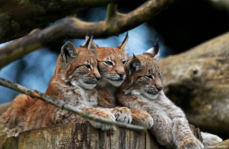 wild, Cat, Lynx, D HD Wallpaper Desktop Background