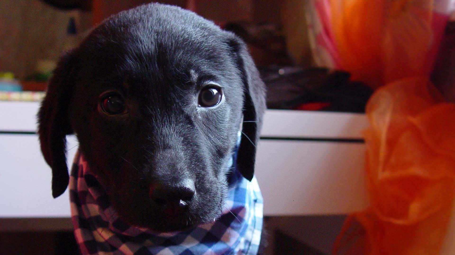 Dark pets. Собака, шарф, мордочка. Милая чёрная собака. Собака платок на морде. Собака в платке.