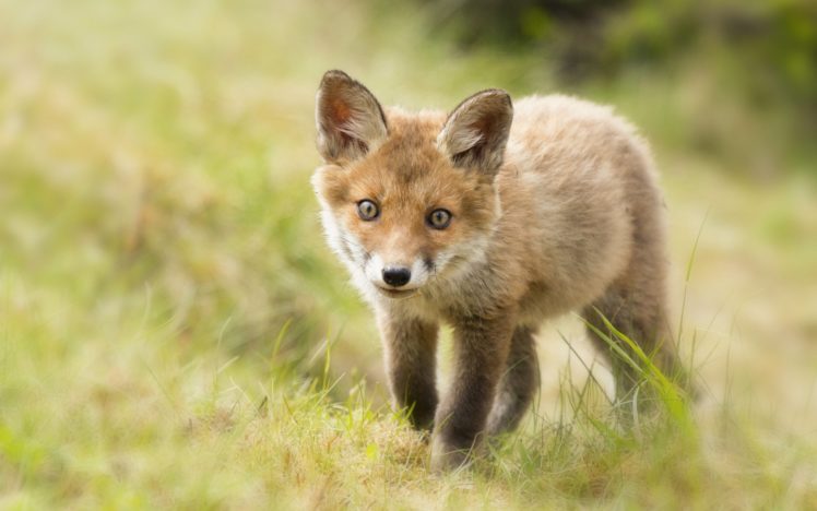 animals, Foxes HD Wallpaper Desktop Background